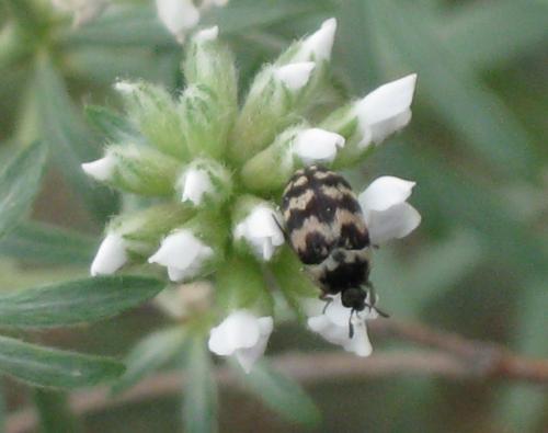 Attagenus trifasciatus